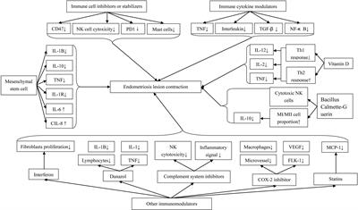 Immunotherapy: A promising novel endometriosis therapy